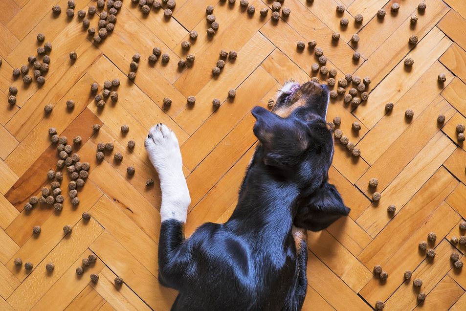 Natürliches Hunde Trockenfutter mit hohem Fleischanteil 